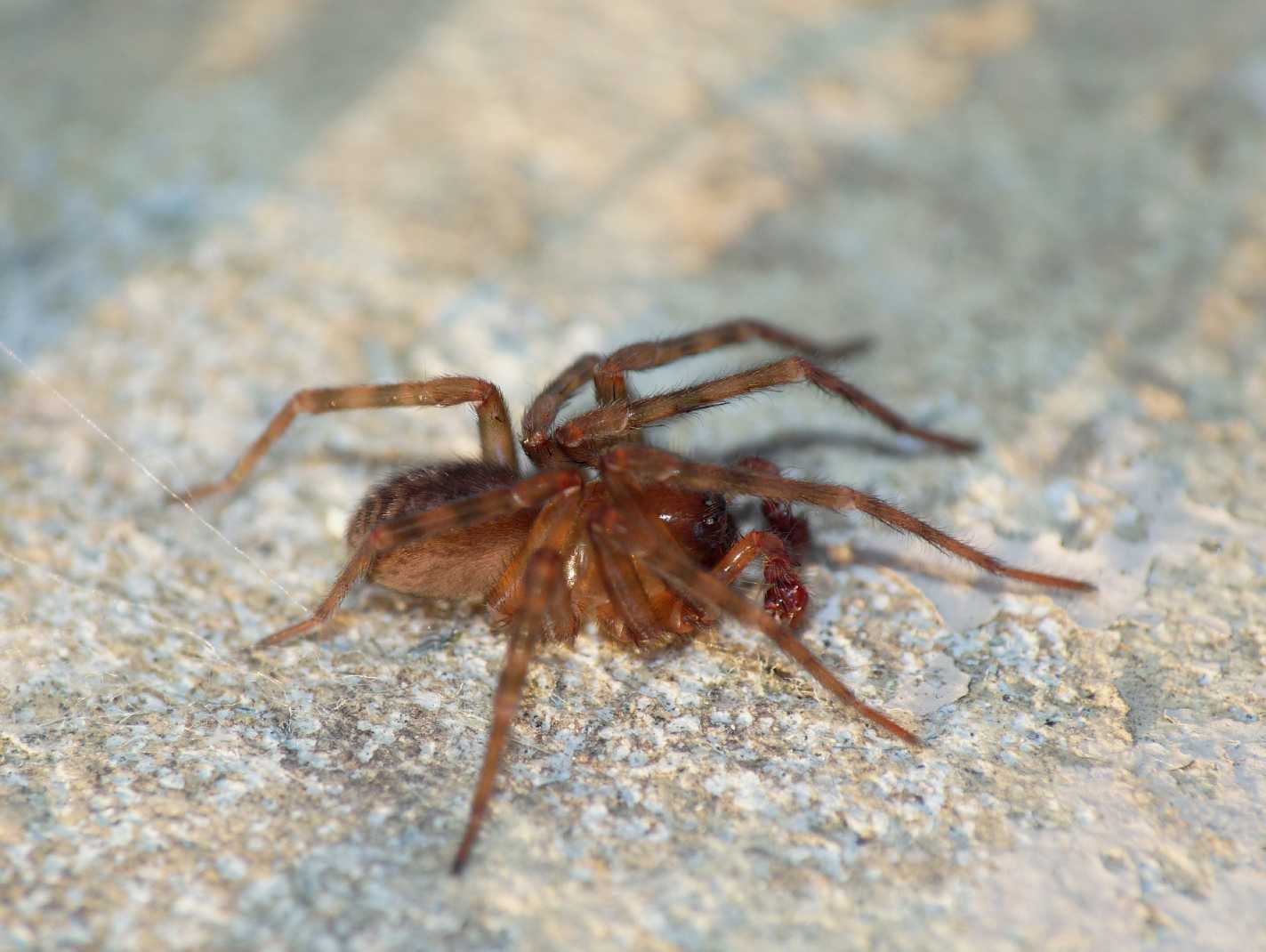 Amaurobius erberi